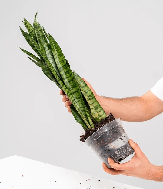 Jak przesadzić palmę krok 1, wyjęcie rośliny z doniczki